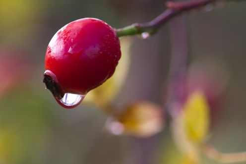 ROSEHIP OIL